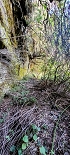 Plants: image 50 Of 208 Thumb